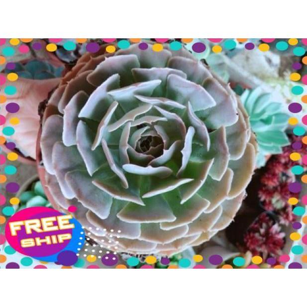 Chậu sen đá bắp cải tím size đại
