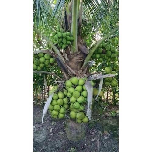 CÂY GIỐNG DỪA XIÊM LÙN XANH BẾN TRE SIÊU QUẢ, NĂNG SUẤT CAO CHUẨN F1 - CGDXLXBT