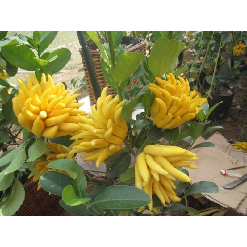 Cây giống phật thủ siêu trái