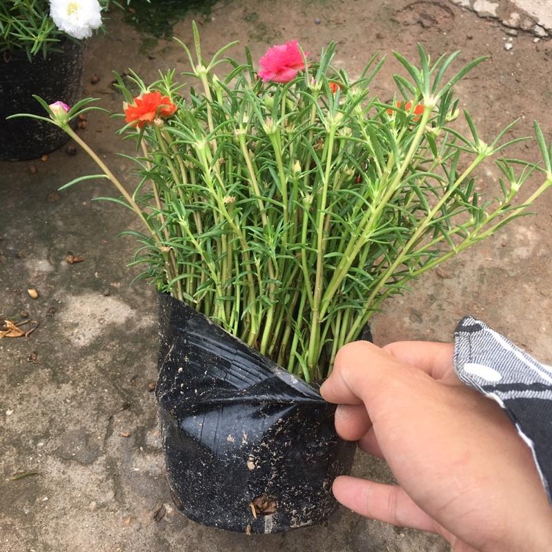 Cây Hoa Mười Giờ Thái Cánh Kép Nhiều Màu Ngọn Xum,Dễ Chăm Sóc