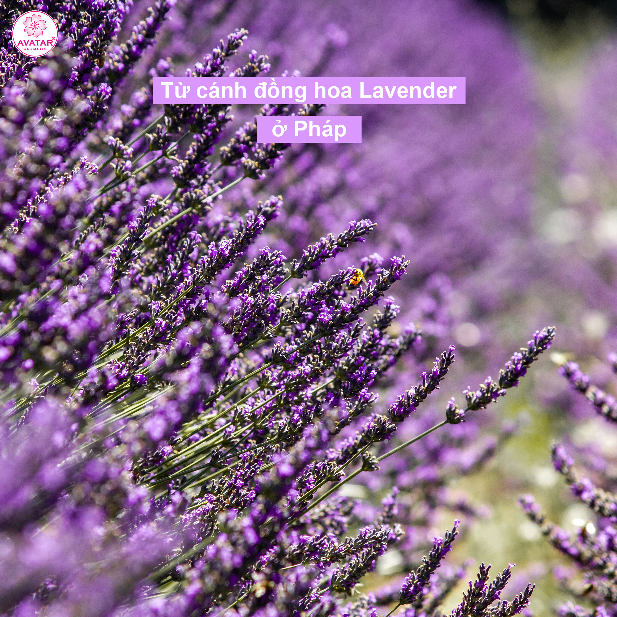 Sữa tắm Nhật  Bản Cao cấp AVATAR Lavender 500ml - Cánh hoa thật cùng tinh chất thiên nhiên 100%