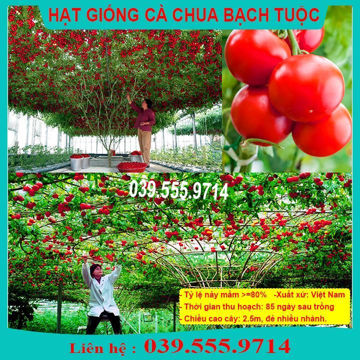 HẠT GIỐNG CÀ CHUA BẠCH TUỘC DỄ TRỒNG