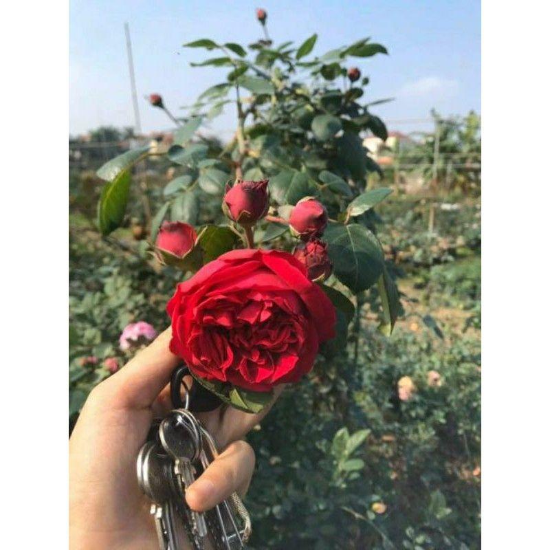 Hoa Hồng Hải Phòng