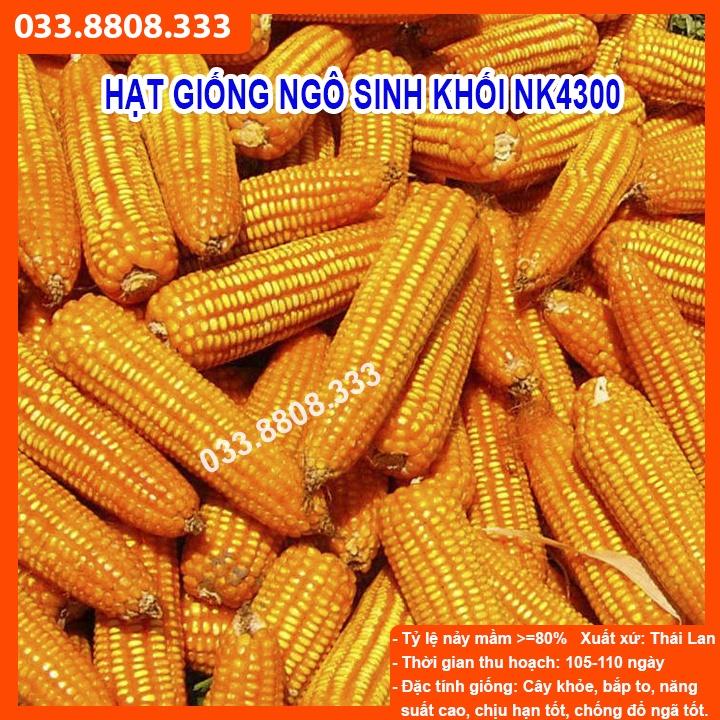 HẠT GIỐNG NGÔ SINH KHỐI NK4300 Gói 500gram - NGÔ LAI ĐƠN NĂNG SUẤT CAO -CCN-CCL