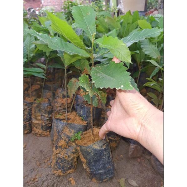 Cây giống hạt dẻ