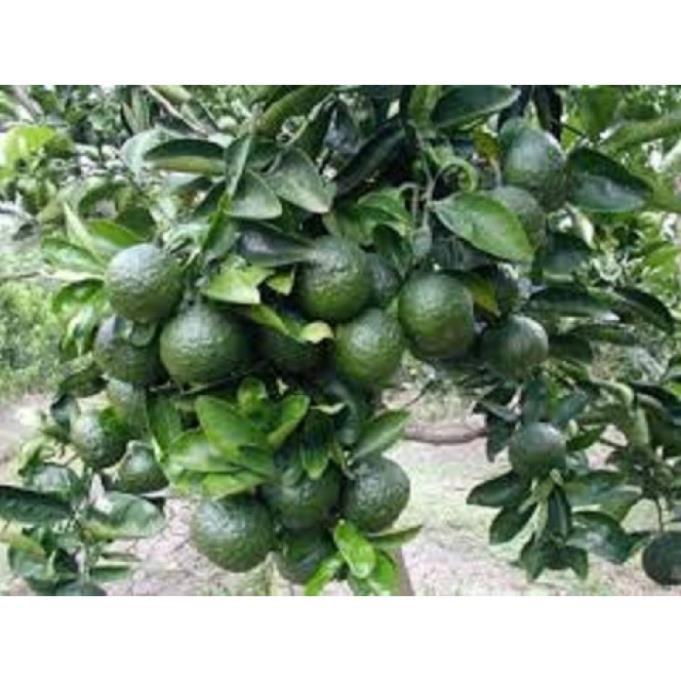 CÂY GIỐNG CAM SÀNH MIỀN NAM