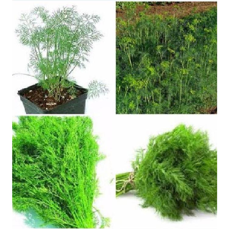 Hạt giống thì là dể trồng f1-gói 20 gram-tặng kèm gói phân bón lót