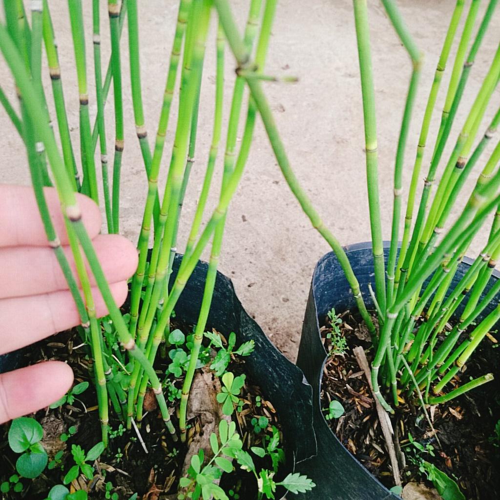 Cây Thiền Trúc - cây cảnh vườn + tặng phân bón cho cây