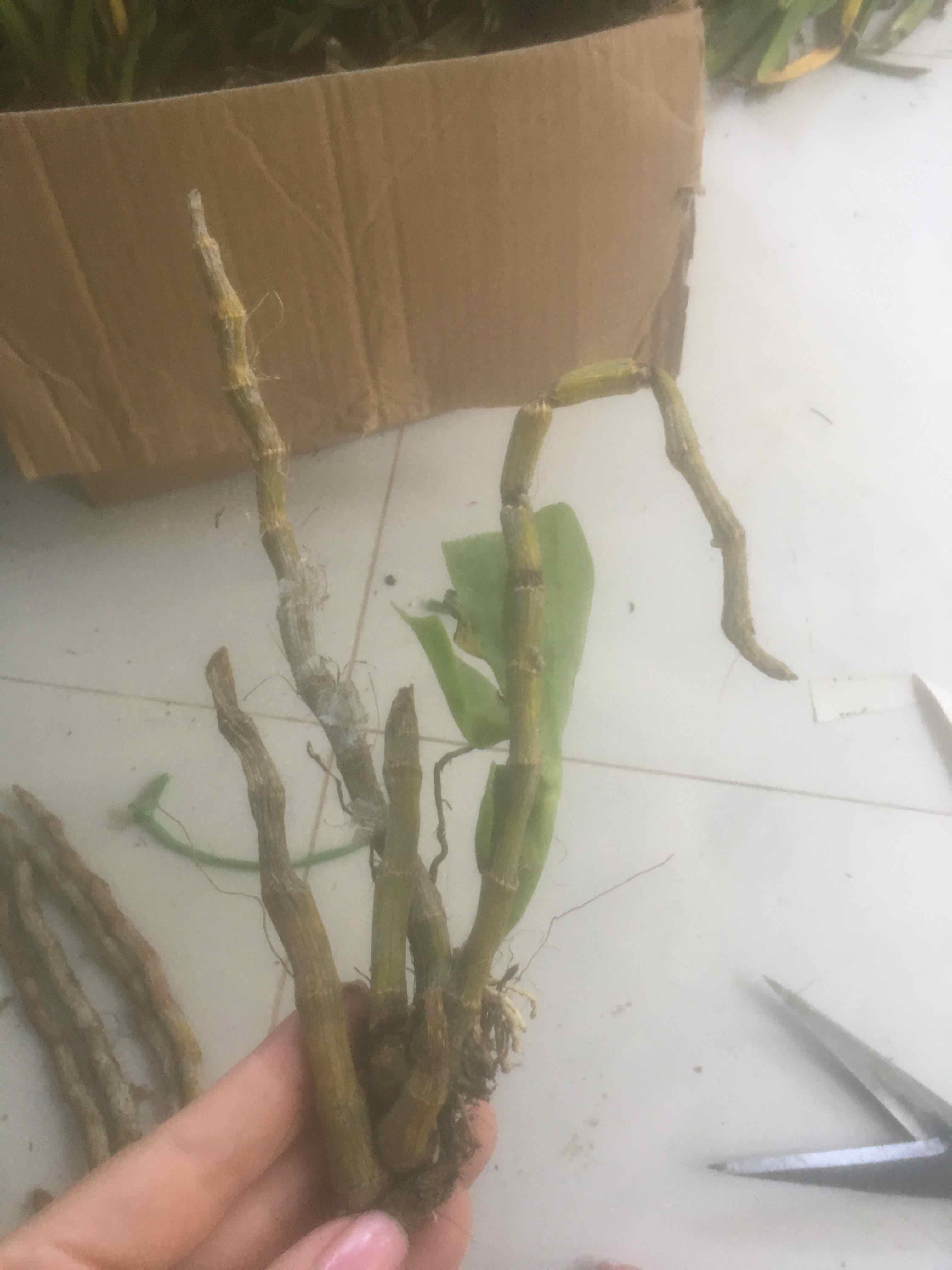 Trầm tím rừng cam kết chất lượng