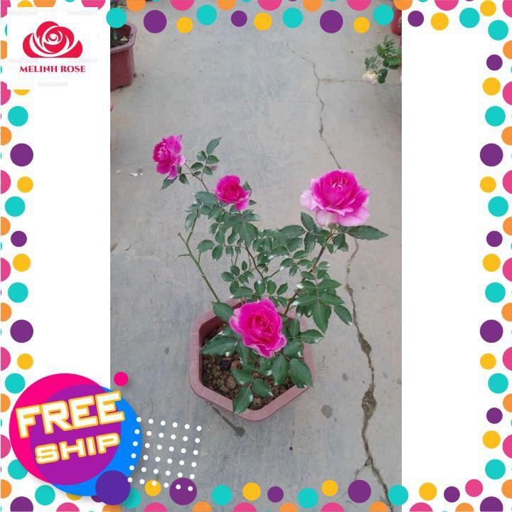 Hoa hồng Sheherazad rose,Hoa hồng Nhật hồng tím cực đẹp