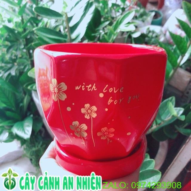Chậu Trồng Cây