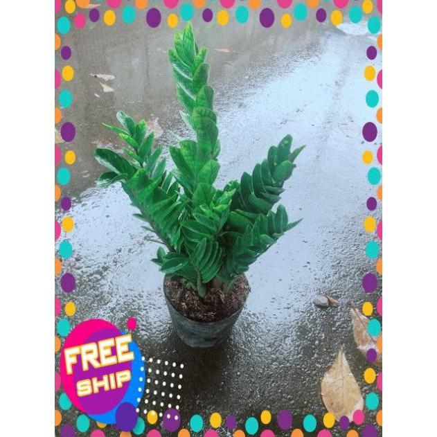 Kim Tiền Size Lớn