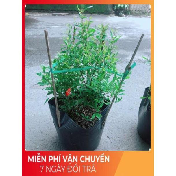 Cây Lựu Kép Cho Sai Trái