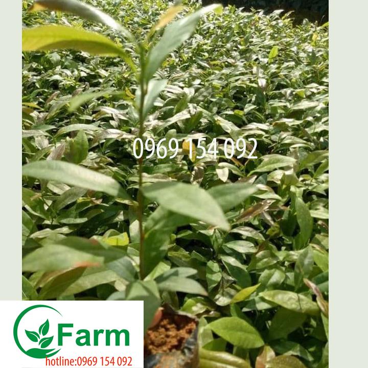 Cây mai tứ quý giống loại bé