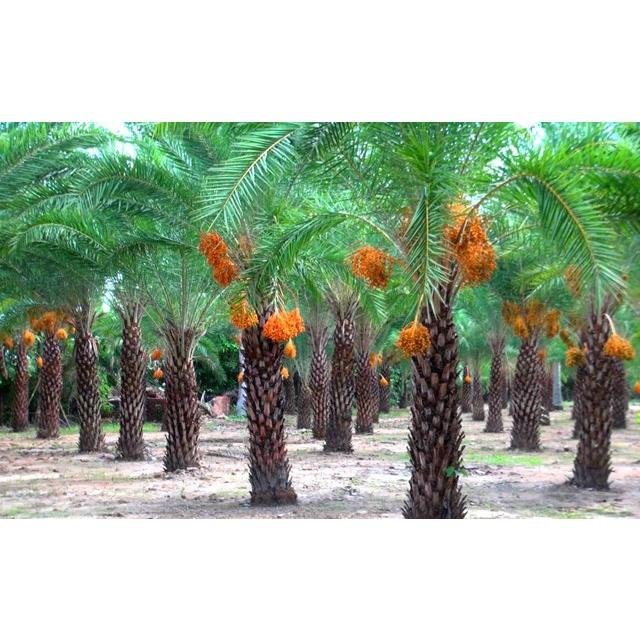 Cây giống CHÀ LÀ NAM MỸ BẦU TO KHỔNG LỒ NHƯ HÌNH