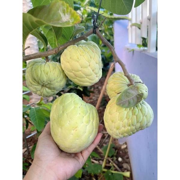 Cây Na thái quả to, cùi dày, siêu ngọt, ít hạt