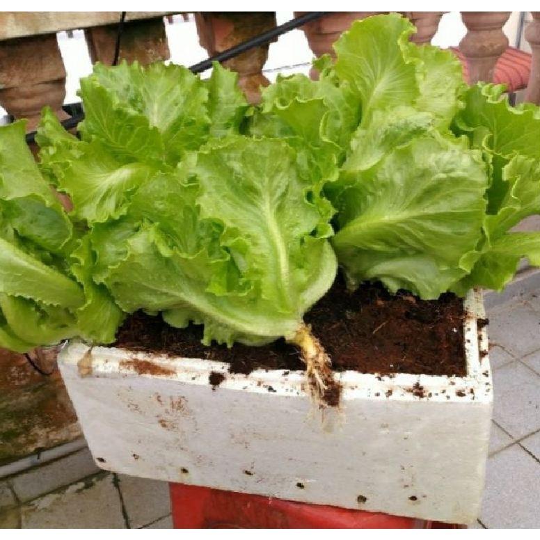 Hạt giống rau xà lách chịu nhiệt 5gr/gói