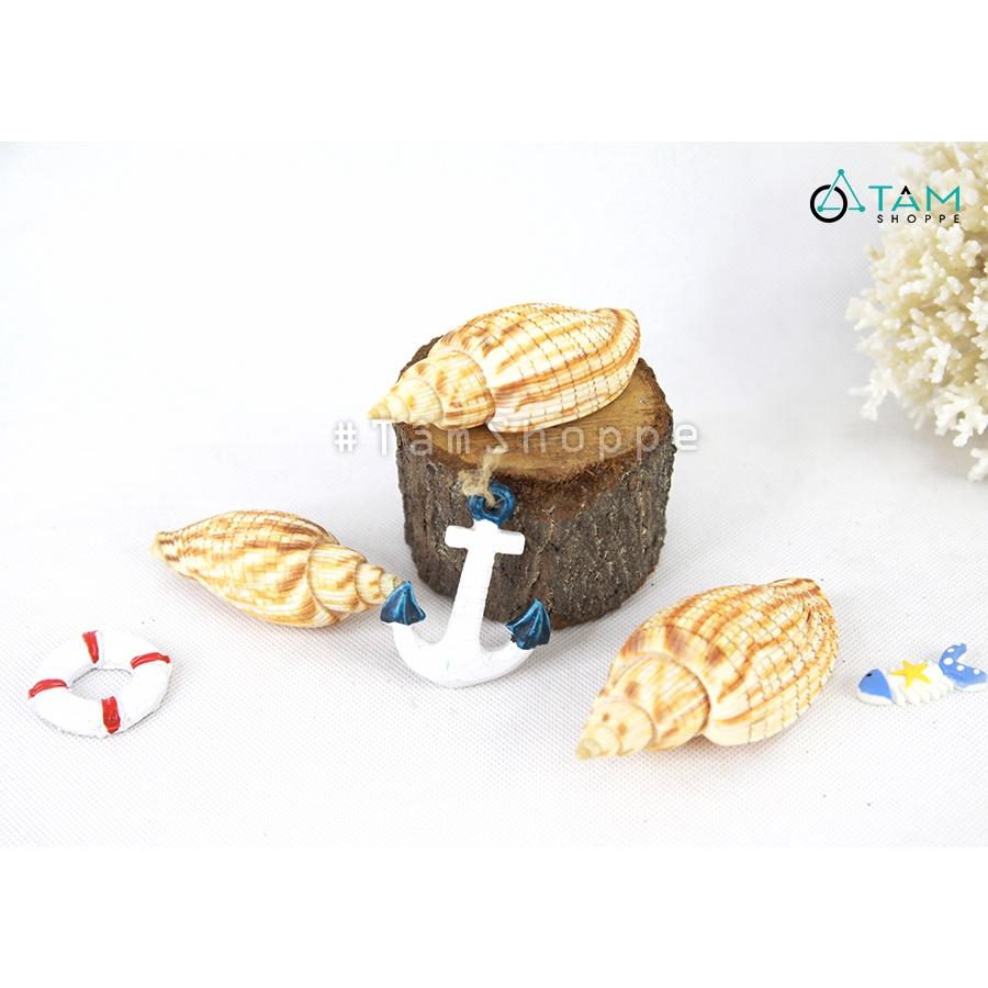 Vỏ ốc bắp trang trí phong cách biển HOS-21-21