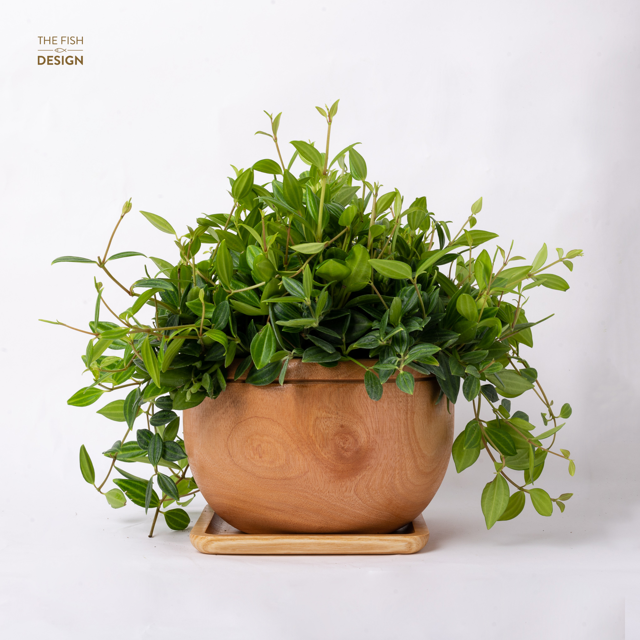Chậu cây Bình An dáng rủ giúp gia chủ cầu tài, cầu phúc, bảo hộ gia trạch được bình an, người mệnh Mộc nên có một cây trong nhà | size Ls | The Fish Design