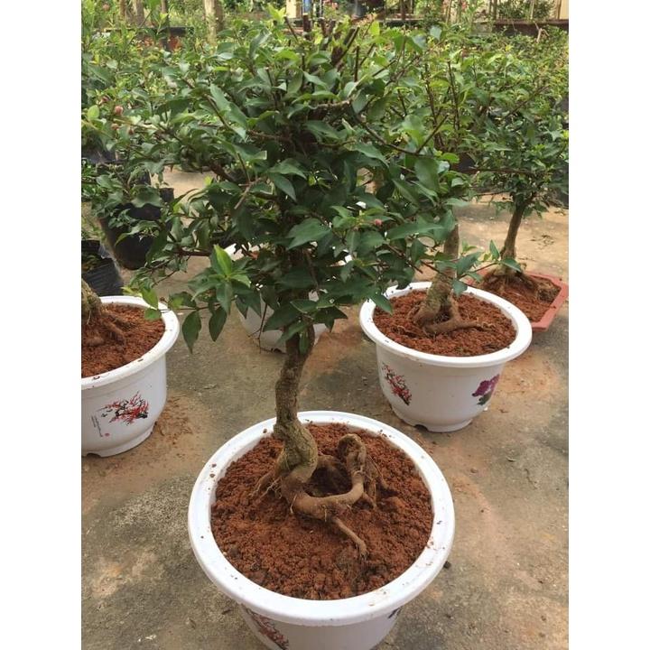 CHẬU CÂY Hồng ngọc mai bonsai , CHẬU CÂY LỚN ĐẸP, GIÁ RẺ