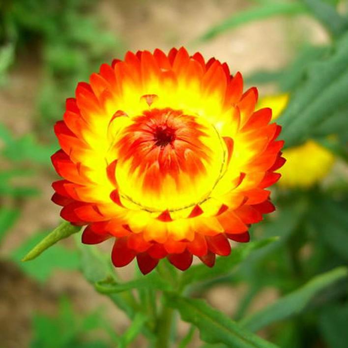 Hạt giống hoa cúc bất tử