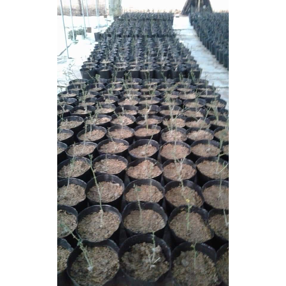 Bầu ươm cây 26x21a 1kg 50 bầu