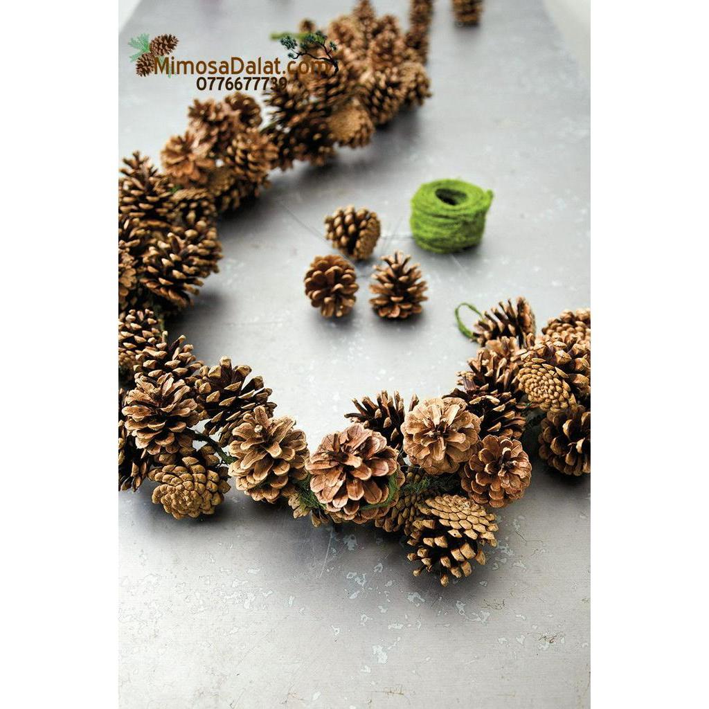 1kg Trái thông khô loại trung