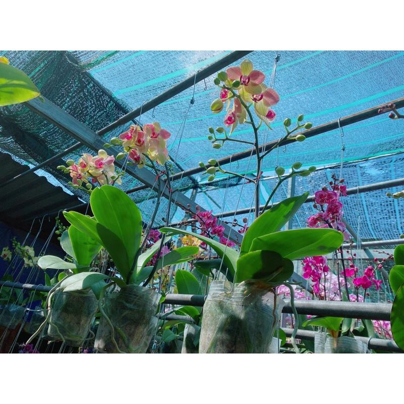 Lan Hồ Điệp Hàng Đẹp