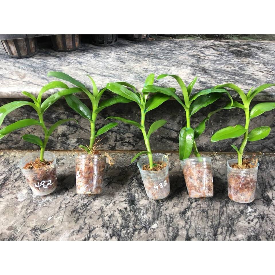 Hoa lan chớp mỹ lai cây cực đẹp