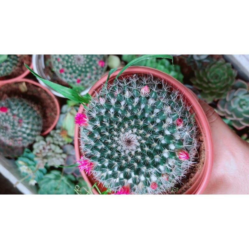 Xương Rồng Bánh Sinh Nhật Có Hoa