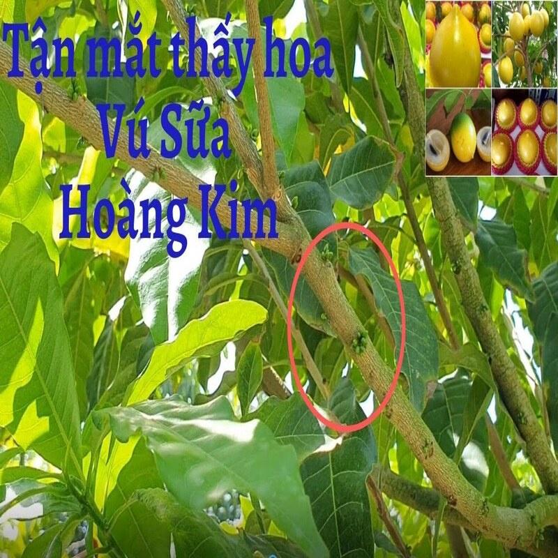 Vú Sữa Hoàng Kim - Cây Giống 30cm - 03 cây - loại 01