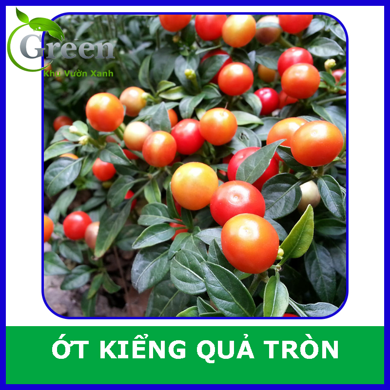 Hạt Giống Ớt Kiểng Quả Tròn Sai Trái