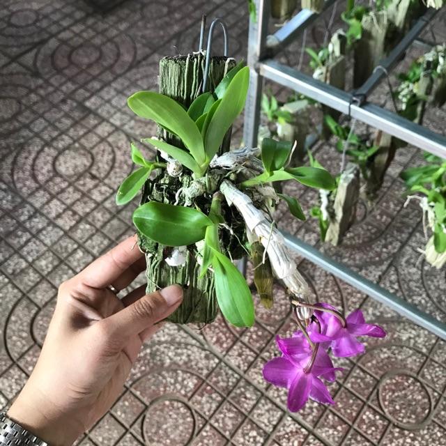 Trầm Hoa Tím Ghép Bảng Sẵn - Cây Đủ Tuổi Hoa