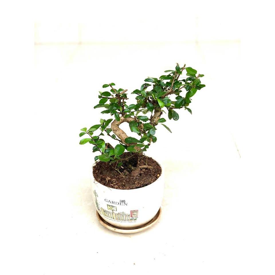 Cây bonsai duối nhật