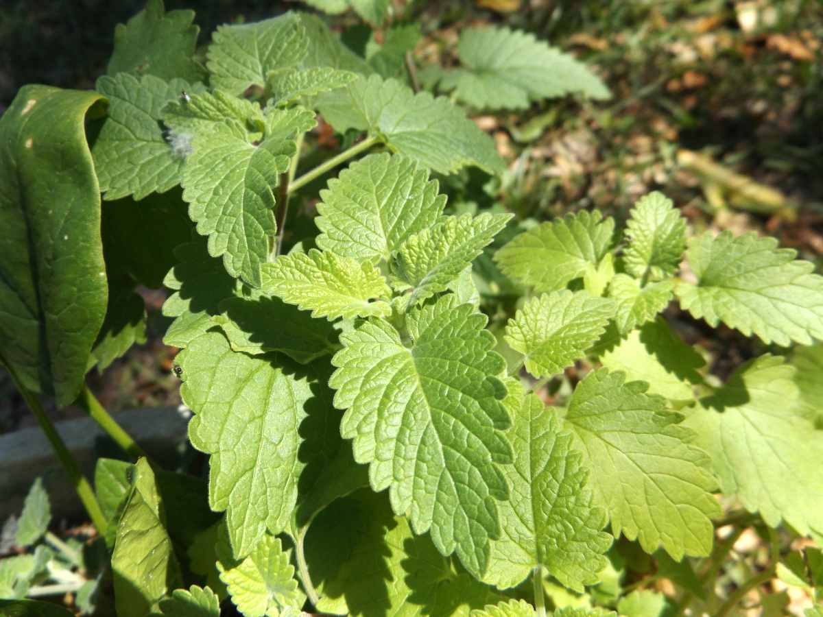 Hạt Giống Bạc Hà Mèo Catnip