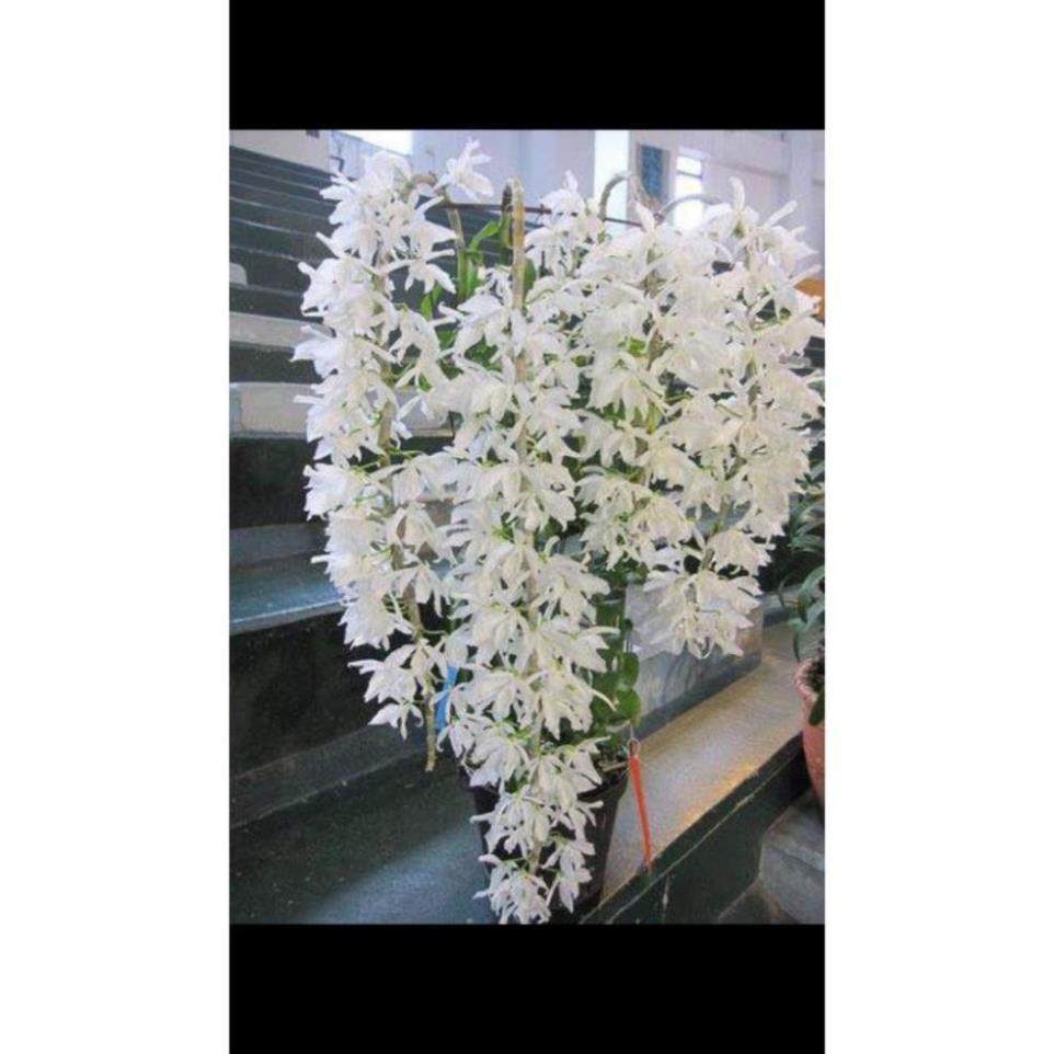 Phong lan phi điệp trắng