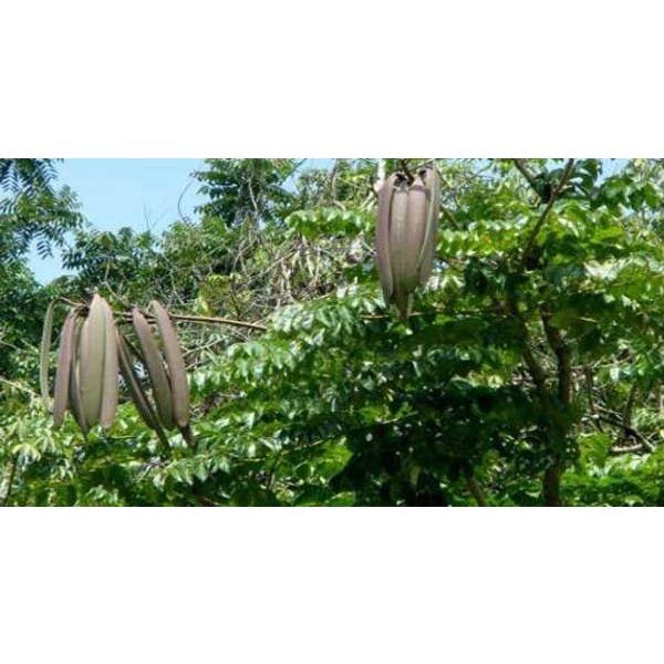 Cây giống NÚC NÁC RỪNG NHƯ HÌNH .