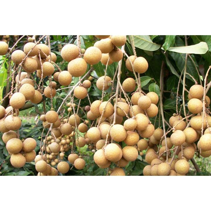 Cây giống NHÃN XUỒNG CƠM VÀNG )