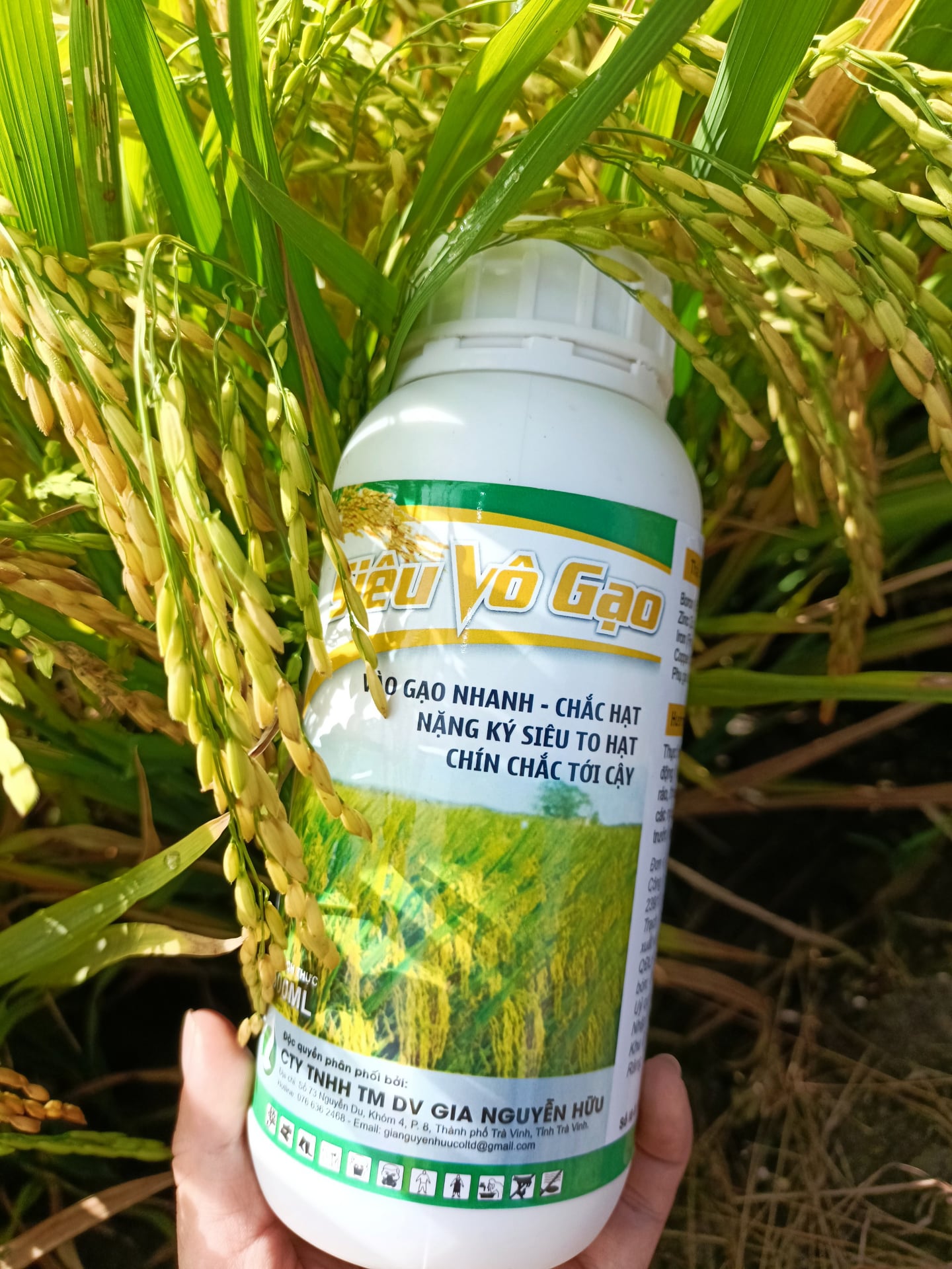 PHÂN BÓN GIÚP LÚA TRỔ THOÁT ĐỒNG LOẠT, VÔ GẠO CỰC NHANH, HẠT VÀNG SÁNG, NẶNG KÍ - SIÊU VÔ GẠO 500ML