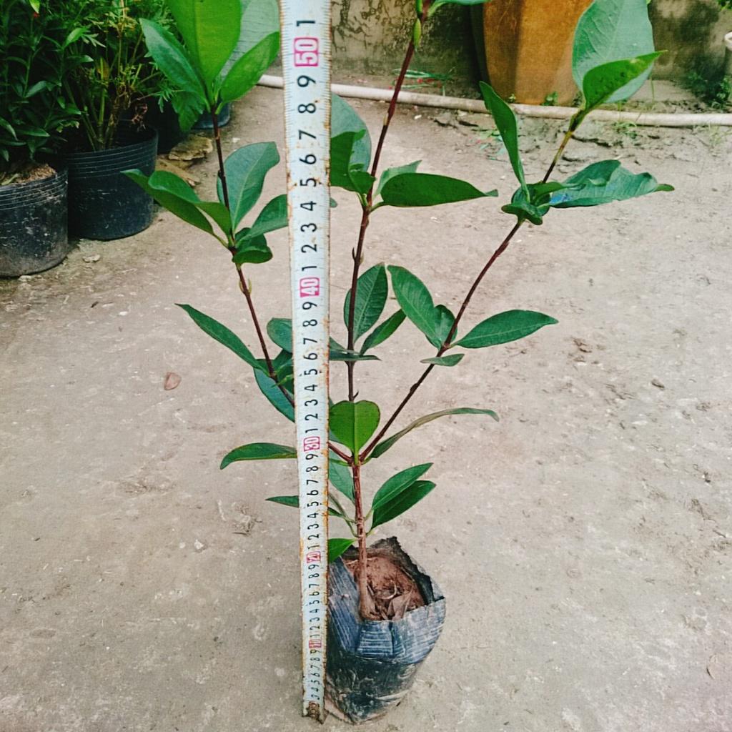 Cây Cherry Brazil - cây ăn quả + tặng phân bón cho cây