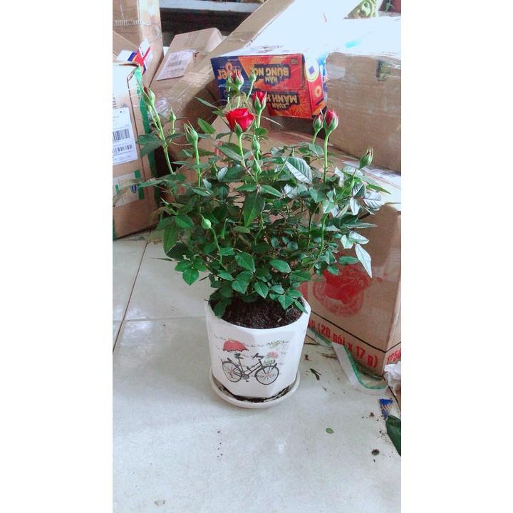 Chậu Cây Hoa Hồng