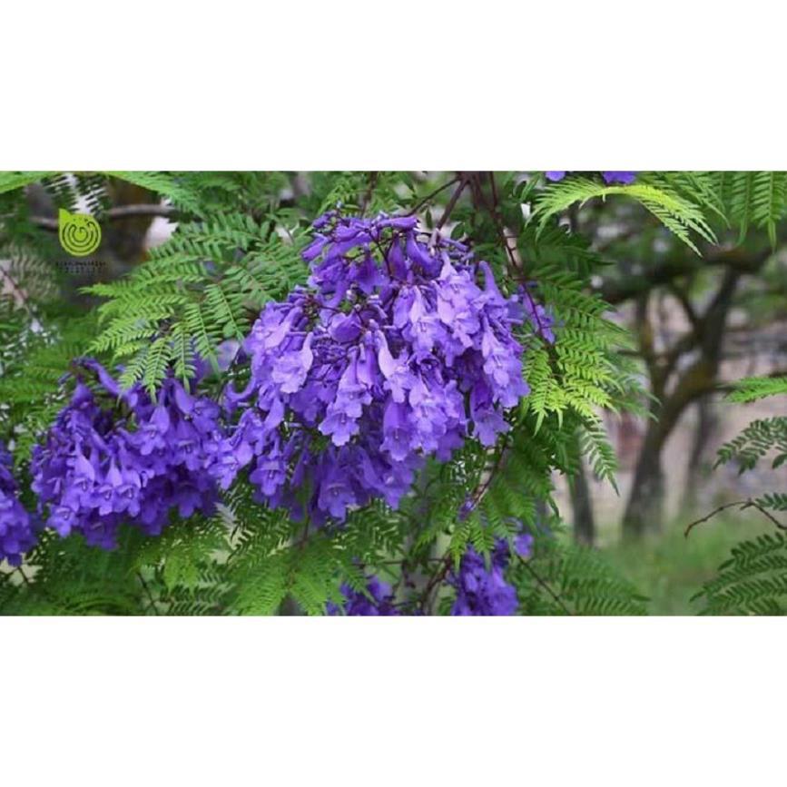 Hoa phượng tím chùm ớt đà lạt- hàng gửi đi nguyên bầu giống