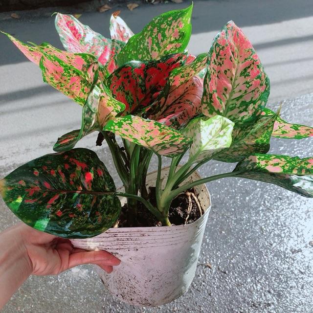 Cây Vạn Lộc