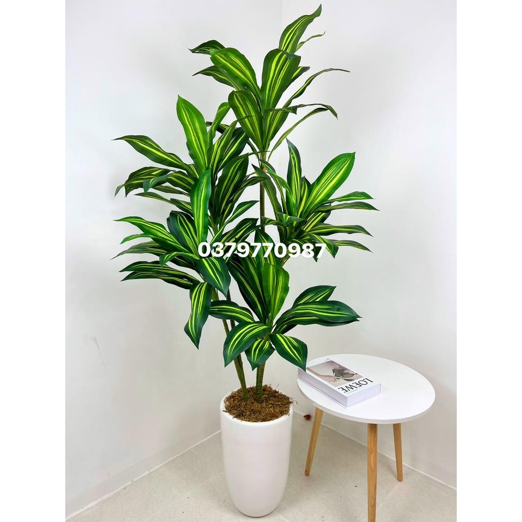 Cây thiết mộc lan 5 nhánh cao 150cm - Ảnh và video thật do shop tự chụp