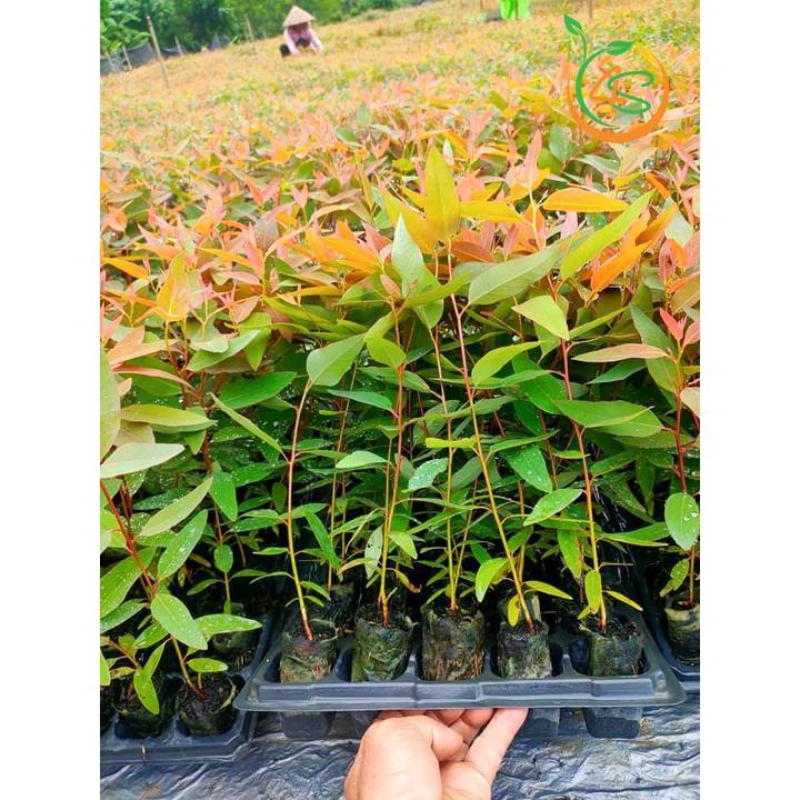 Cây giống Bạch Đàn