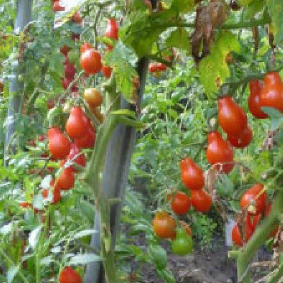 Hạt giống cà chua quả trái lê đỏ 30 hạt/gói