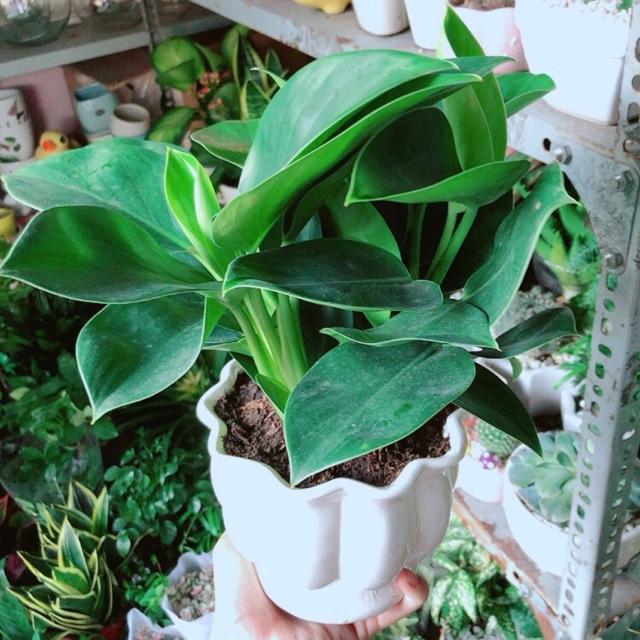 Chậu Trầu Bà Đế Vương Xanh