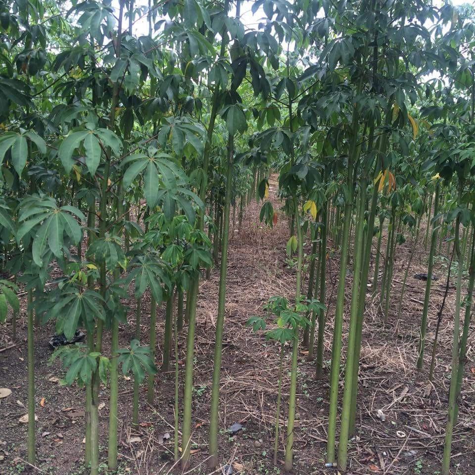 1 KG HẠT GIỐNG CÂY GÒN