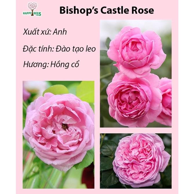 Chậu hoa hồng ngoại Bishop's Castle Rose - siêng hoa