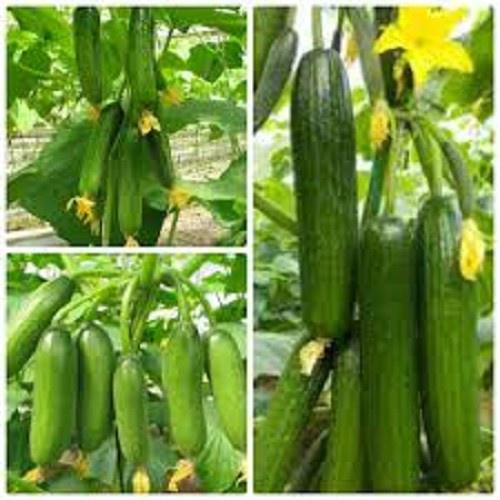 Phân Siêu Dưỡng Đạm Magie tăng xanh dày lá, bóng sáng lá, dưỡng Rau Ăn Lá, Măng Tây, rau thơm gói 100g
